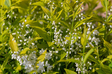 Deutzia gracilis duncan Chardonnay pearls bright white flowering shrub, beautiful ornamental...