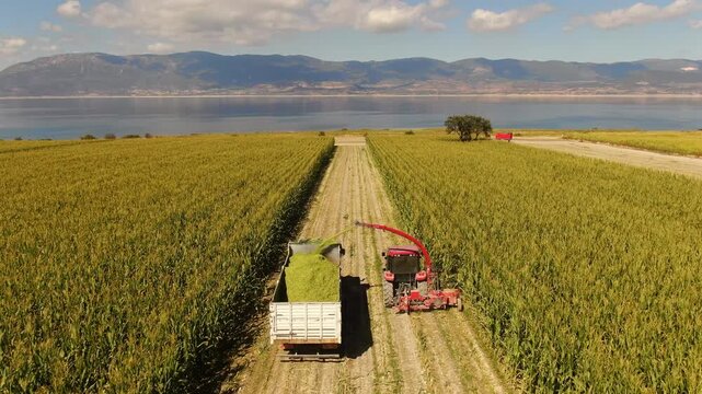 Egyptian harvest, tractor loading silage onto a truck on a field road, close-up. Wide agricultural land with lake and mountain views. Agricultural and industrial harvest theme.