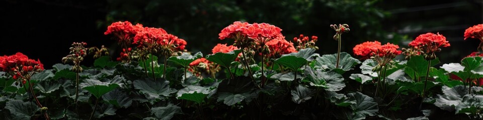 Vibrant red flowers with green leaves against a dark background