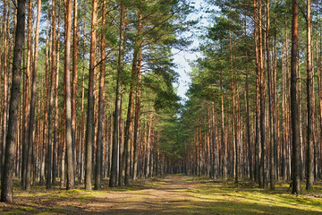 A forest road passing through a sunny pine forest