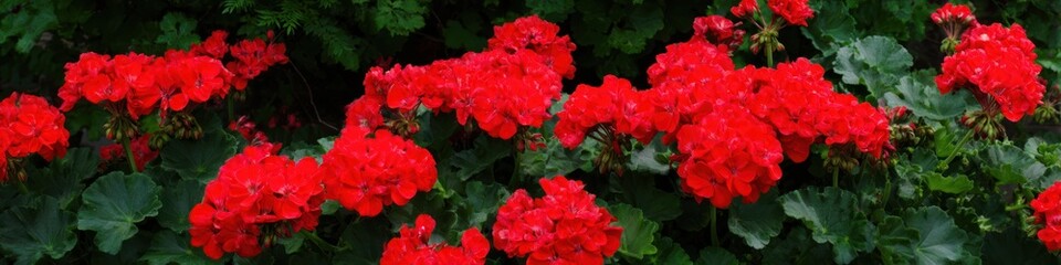 Obraz premium Vibrant red geranium flowers blooming against a backdrop of lush green foliage