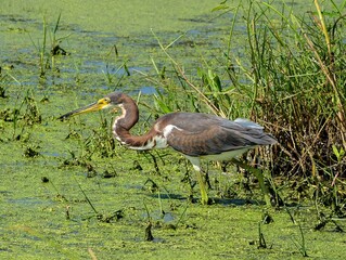 Tricolored heron hunting for food
