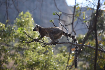 madagascar - wildlife
