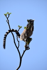 madagascar - wildlife