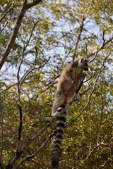 madagascar - wildlife