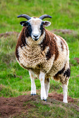 Close-up of a Jacob sheep with distinctive horns and multicolored wool standing on green pasture, traditional British farm animal portrait
