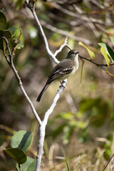 The yellow-bellied tanager or yellow-bellied tanager is a small bird of the Tyrannidae family.