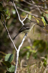 The yellow-bellied tanager or yellow-bellied tanager is a small bird of the Tyrannidae family.