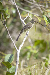 The yellow-bellied tanager or yellow-bellied tanager is a small bird of the Tyrannidae family.