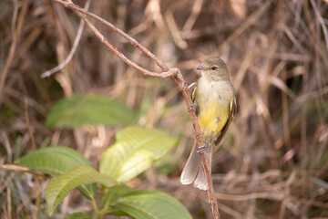 The yellow-bellied tanager or yellow-bellied tanager is a small bird of the Tyrannidae family.