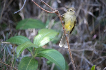 The yellow-bellied tanager or yellow-bellied tanager is a small bird of the Tyrannidae family.