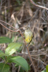 The yellow-bellied tanager or yellow-bellied tanager is a small bird of the Tyrannidae family.
