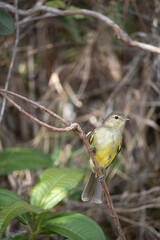The yellow-bellied tanager or yellow-bellied tanager is a small bird of the Tyrannidae family.