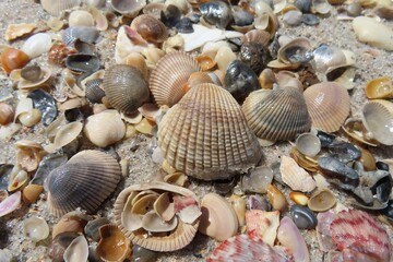 Seashells on the beach in Atlantic coast of North Florida 