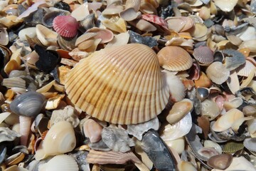 Seashells on the beach in Atlantic coast of North Florida 