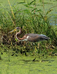 Tricolored heron hunting for food