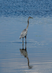 Great Blue Heron wing through the lake