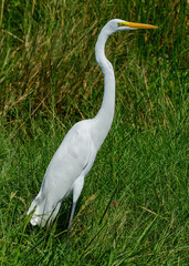 Great Egret at a wildlife reserve in Texas