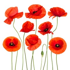 Naklejka premium Several vibrant red flowers with delicate petals and green stems