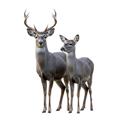 Majestic buck with impressive antlers stands beside a lovely doe