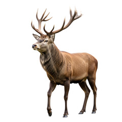 Obraz premium Majestic red deer stag with impressive antlers, wild animal standing tall