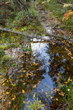 Autumn in the forest. Mystical Woodland Reflections