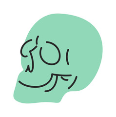 Plaster human skull model artwork