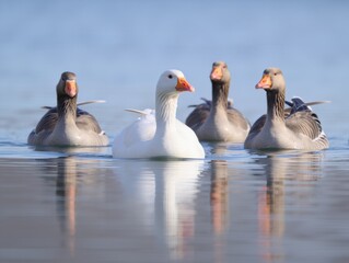 Obraz premium White goose leads a group of gray geese on calm water, serene scene