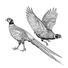 Monochrome illustration of two male birds, one in flight