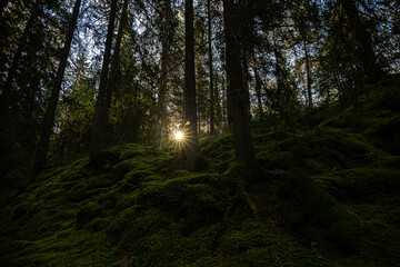 Nordic autumn sunrise in the forest