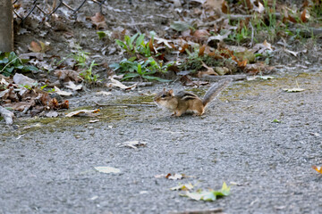 Chubby Cheeks Chipmunk