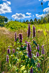 Green Slopes Park in Kyiv, Ukraine, offers peaceful walking paths, lush trees, and scenic views over the city landscape.