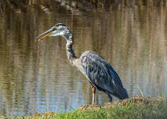 Great Blue Heron at a wildlife refuge in Texas