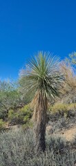 Fototapeta premium Joshua Tree