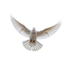 Fototapeta premium White dove flying with outstretched wings