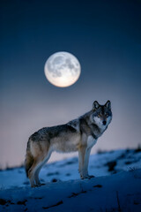 wolf at night
