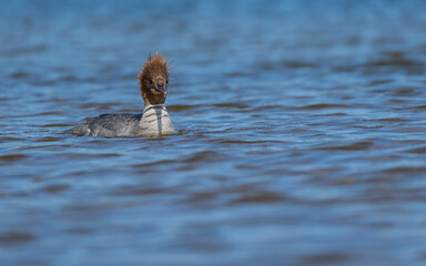 Mergus merganser płynąca wzdłuż wybrzeża morskiego. 