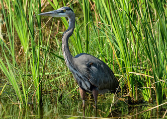 Great Blue Heron at a wildlife refuge in Texas