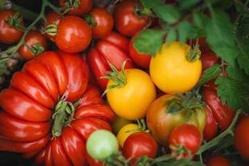 Vibrant red tomatoes fill a handwoven basket, resting on a garden bed. The scene captures the joy of harvesting vegetables in a lush green garden in the late summer.