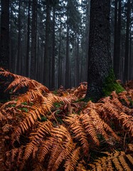 Moody forest scene with ferns in autumn colors