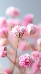 Close-up of delicate pink flowers