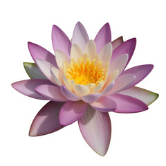 Pink and yellow water lily bloom with delicate petals isolated on a transparent background lotus flower