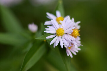 Obraz premium A captivating macro shot reveals a vibrant cluster of delicate white aster flowers with bright yellow centers, set against lush green foliage, creating a serene and natural botanical close up scene.