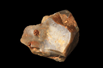 Sea Lily, Fossil Imprint of a Stem Segment of a Crinoid in Flintstone from the Cretaceous from the Baltic Sea, Germany
