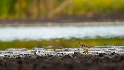 Wood sandpiper (Tringa glareola) wading along the edge of a pond.