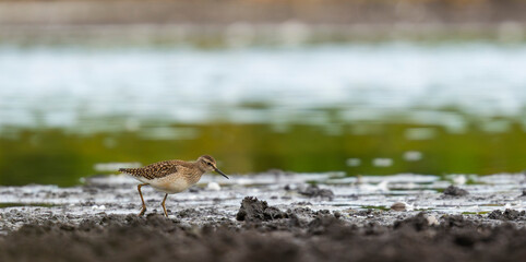 Wood sandpiper (Tringa glareola) wading along the edge of a pond.