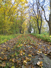 Autumn forest path. Orange color tree, red-brown maple leaves in autumn city park. Bright light of the sun. Sunrise day, view of morning sunlight