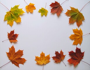 Fototapeta premium Autumn maple leaves arranged on white background