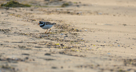 Common Ringed Plover (Charadrius hiaticula) searching for food on the seashore.