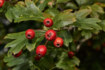Ripe hawthorn fruits hanging on a branch among dense foliage. Natural seasonal background for...